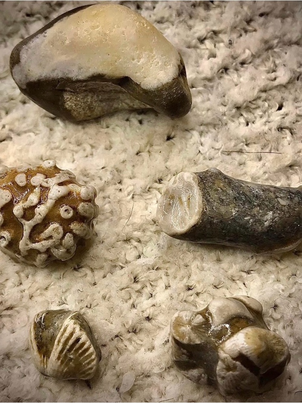 Lake Michigan Great Lakes Pallet. Yooperlites, fossils, beach glass, hag stones. - Picture 13 of 16